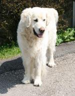 Semmel